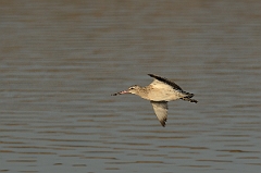David Plant Photography - Wildlife Photography - Bar-tailed godwit - E